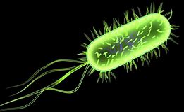 E Coli
